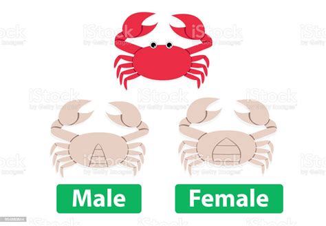 Ilustración De La Diferencia Entre Hombre Y Mujer Cangrejos Vector Y