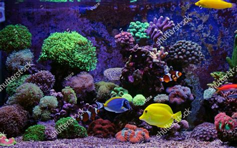 Saltwater coral reef fish tank, a large aquarium filled with lots of ...