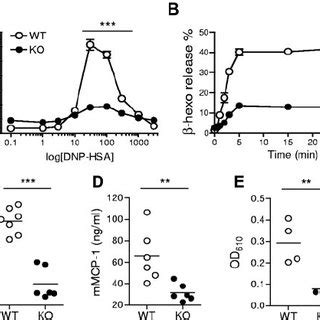 Fc Ri Mediated Signaling In Tsc Deficient Mast Cells A Immunoblot