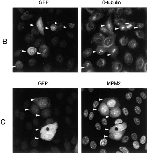 Overexpressing Cdc25B Induces Premature Mitosis And Not Apoptosis A