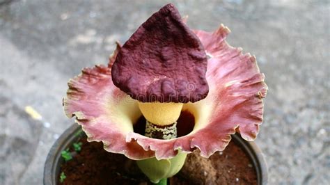 The Corpse Flower Or Amorphophallus Stock Photo Image Of