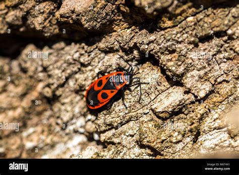 Wingless Beetle Hi Res Stock Photography And Images Alamy