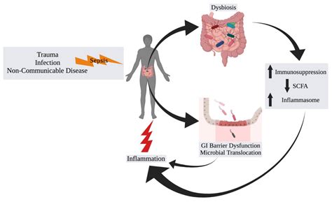 Sepsis Bacteria