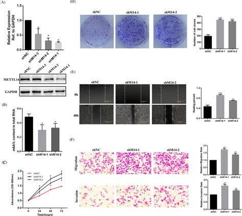 Mettl Depletion Enhances Ags Cell Growth And Aggression In Vitro A