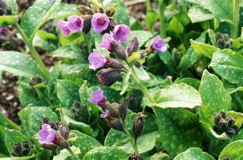 Lungwort: Plant Care & Growing Guide