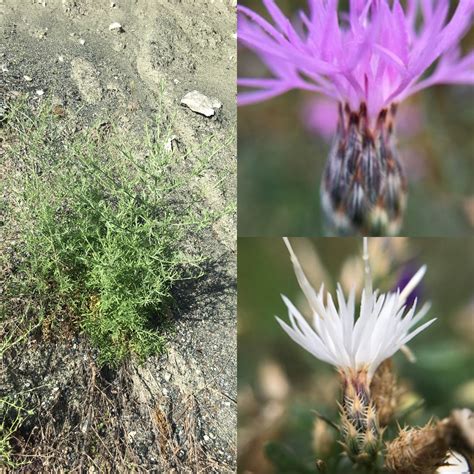 Knapweed Control Invasive Plants Plants Flowers