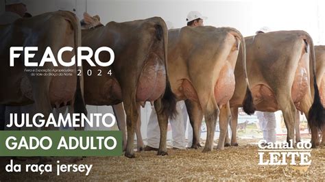 Feagro Julgamento Do Gado Adulto Da Ra A Jersey Youtube