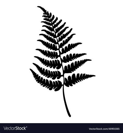 Fern leaf silhouette Royalty Free Vector Image