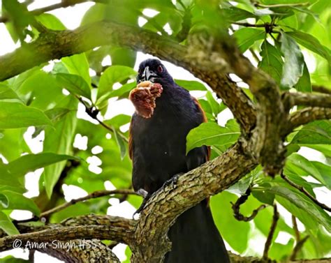 Greater Coucal (Centropus sinensis) Tree Nesting - Bird Ecology Study Group