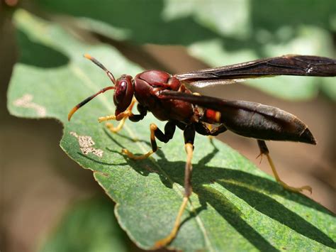 wasp insect paper  photo  pixabay