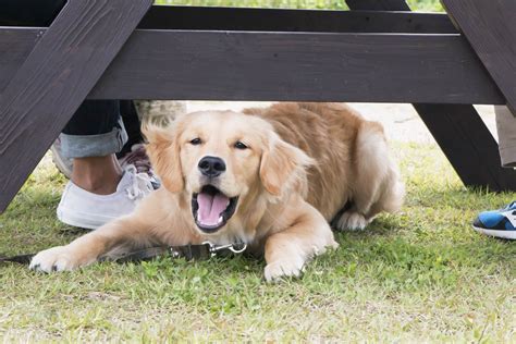 犬が吠えるのをやめさせたい！正しいしつけの方法教えます With