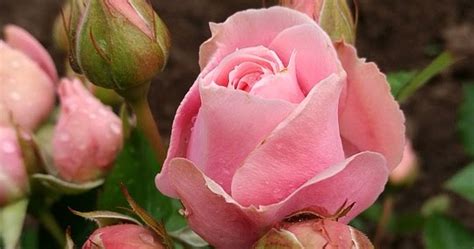 Fine Gardning Some Beautiful Flowers