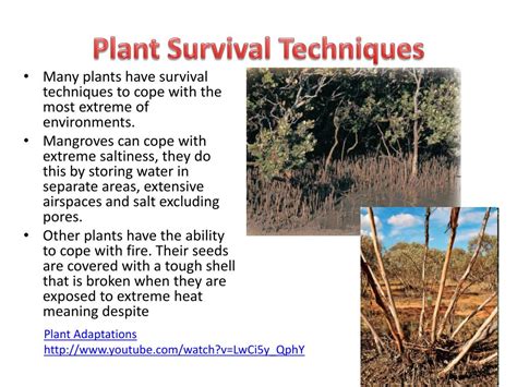 PPT Plant Adaptation And Response To Environmental Variability