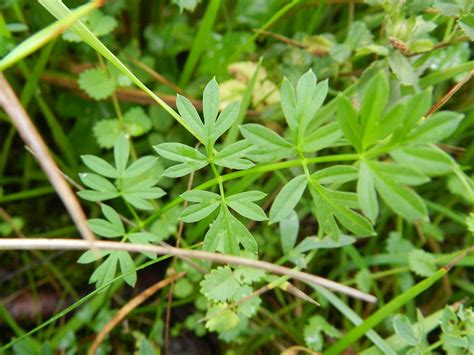 Silaum Silaus Pepper Saxifrage