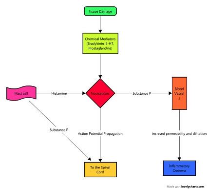 Gate Control Theory Of Pain Diagram