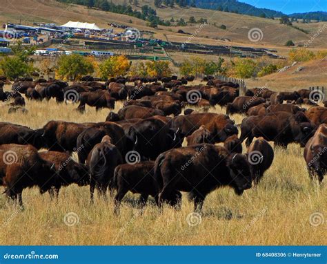 Custer State Park Annual Buffalo Bison Roundup Stock Photo Image Of