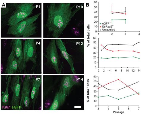 Replication Of EGFP Cells In Mixed Islet Cell Culture A