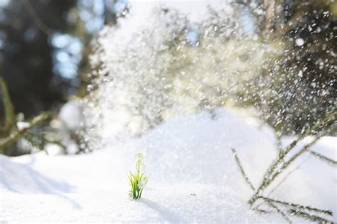 Premium Photo The First Spring Flower Snowdrop In The Forest Spring