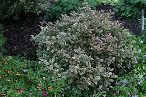 My Monet Purple Effect® Weigela Florida Proven Winners