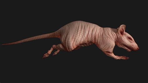 Naked Rat D Model By Game Ready Studios