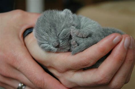 ¿Cómo cuidar gatos recién nacidos? con o sin madre