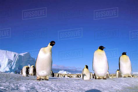 Antarctica Antarctic Peninsula Weddell Sea Atka Bay Emperor