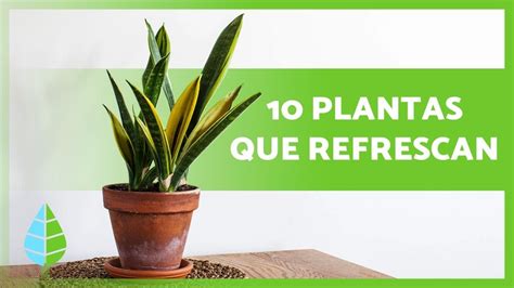 10 PLANTAS Que ABSORBEN El CALOR Refresca Tu Hogar YouTube