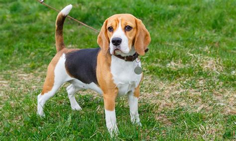 En İyi Beagle Köpek İsimleri