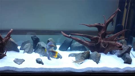 225 gallon aquarium - YouTube