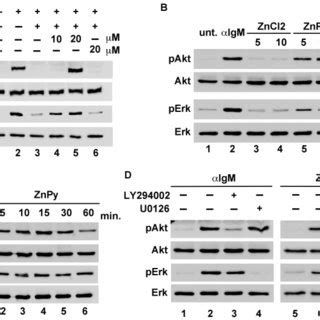 A Overexpression Of HZip9 Restored The Phosphorylation Of Akt And