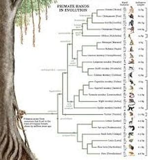 Family Tree - Primates