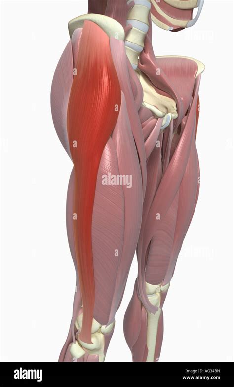 Tensor Fasciae Latae Muscle