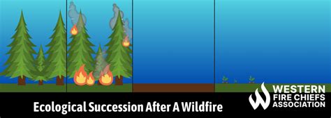 Ecological Succession After A Forest Fire WFCA