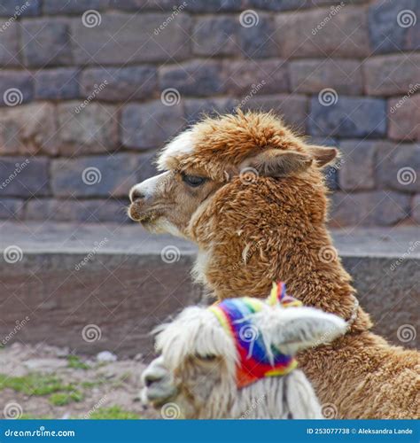 Grappige Alpaka Lamas In Cusco Stock Foto Image Of Snoezig Alpaca