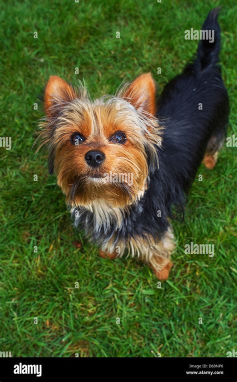 A Yorkshire Terrier Looking At A Camera Stock Photo Alamy