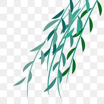 Willow Branches Hd Transparent Cartoon Hand Drawn Green Branch Willow