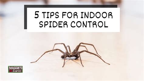 5 Tips For Indoor Spider Control Youtube