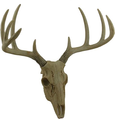 Isolted Deer Skull Stock Photo Download Image Now Deer Antler Animal