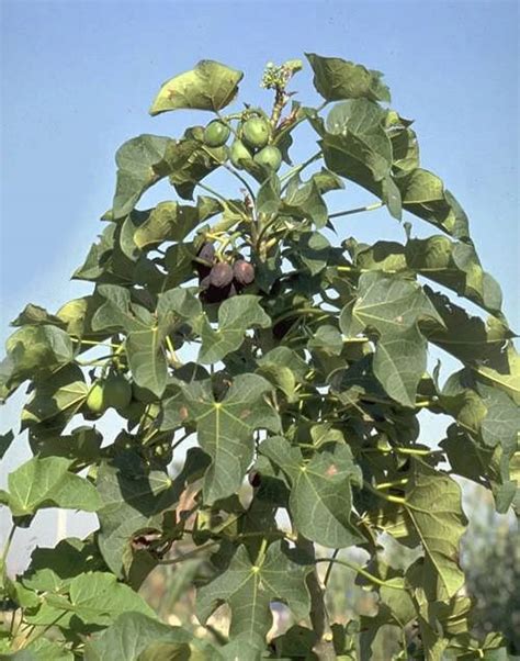 11 Facts About Jatropha Curcas Factsnippet