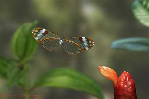 Glasswing Butterfly photo WP12552