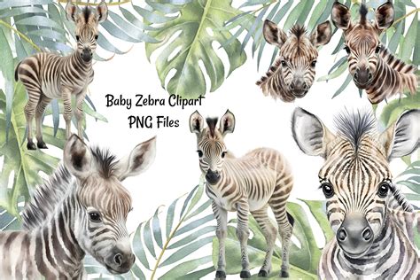 Cute Baby Zebra Watercolor Clipart Graphic By Laughing Wolf Art