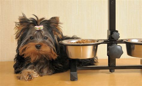 Yorkies Favorite Food Atelier Yuwa Ciao Jp