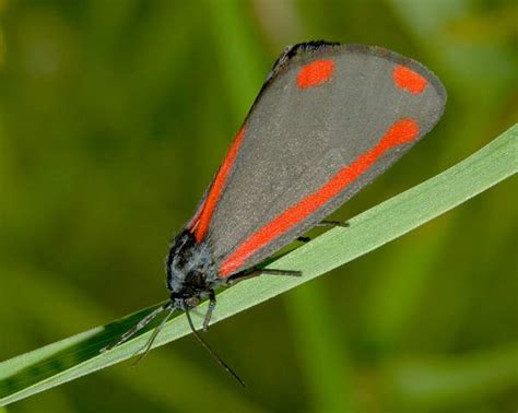 Cinnabar Moth Facts, Description, and Pictures