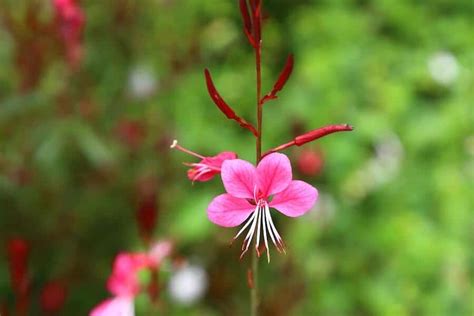 Gaura Lindheimeri An Essential Grow And Care Guide