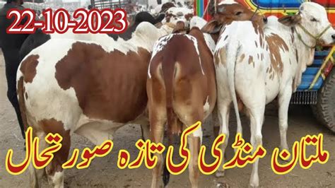 Cow Mandi Multan Cow Mandi Latest Update Ka Hai Multan Janwar