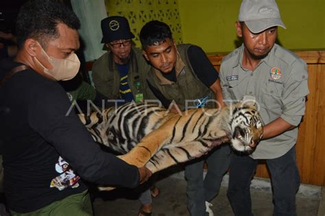 Harimau Sumatera Mati Akibat Jerat Babi Antara Foto