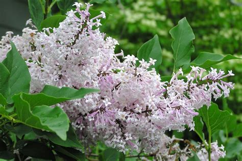 6 Lilac Varieties Perfect For Your Landscape