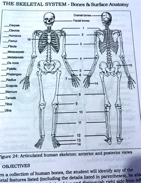 SOLVED THE SKELETAL SYSTEM Bones Surface Anatomy Cranial Bones