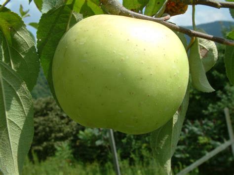 Mid Season Apples at Big Horse Creek Farm | Page 8