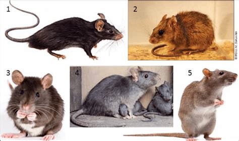 Quelques images de Rattus rattus. Source : (1)... | Download Scientific ...